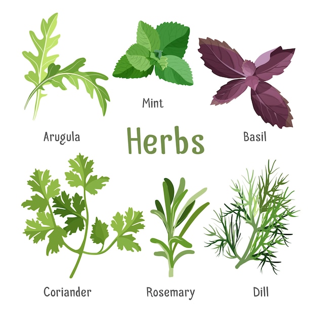 Kitchen aroma herbs and spices collection in cartoon style.  illustration of branches and leaves of arugula, fresh mint, purple basil, organic coriander, aromatic rosemary and green dill.