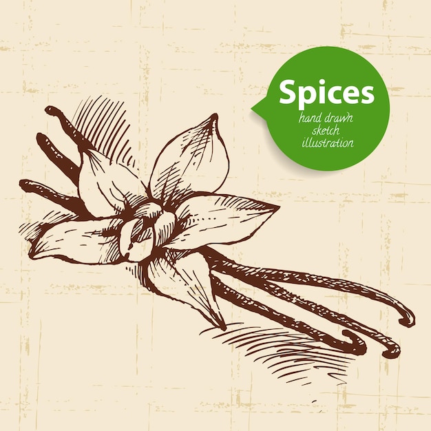 Kitchen herbs and spices. Vintage background with hand drawn sketch vanilla