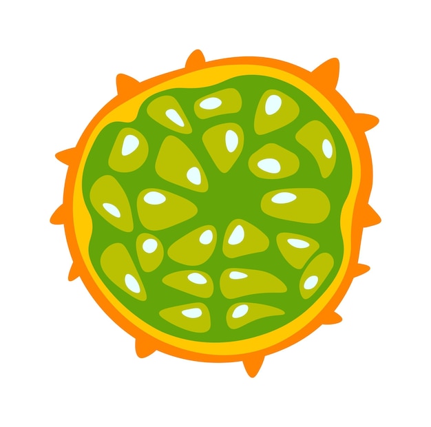 Kiwano Exotic Fruit Vector illustration