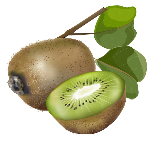 Kiwi fruits Whole fruit and slice with leafvector illstration