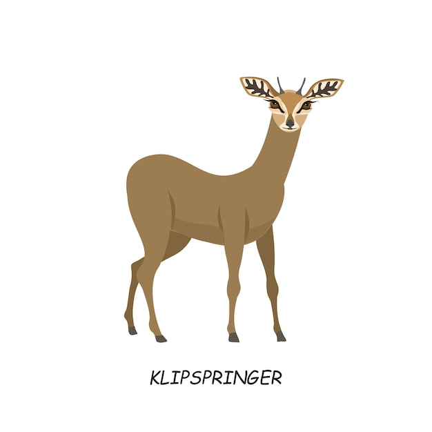 Klipspringer African hoofed animal Vector illustration isolated on white background