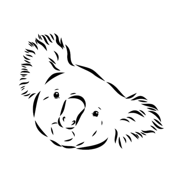 Koala bear animal on tree sketch engraving vector illustration scratch board style imitation black a