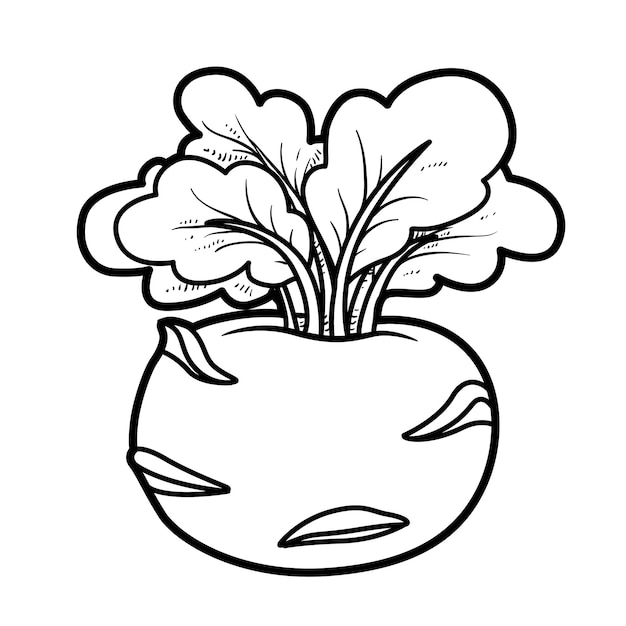 Kohlrabi cabbage linear drawing on white background