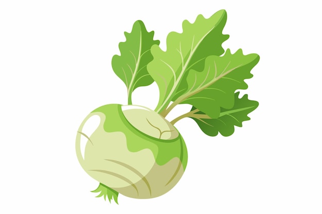 Vector kohlrabi vector illustration isolated in white background