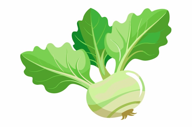 Vector kohlrabi vector illustration isolated in white background