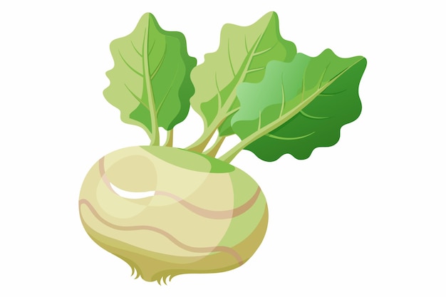 Vector kohlrabi vector illustration isolated in white background