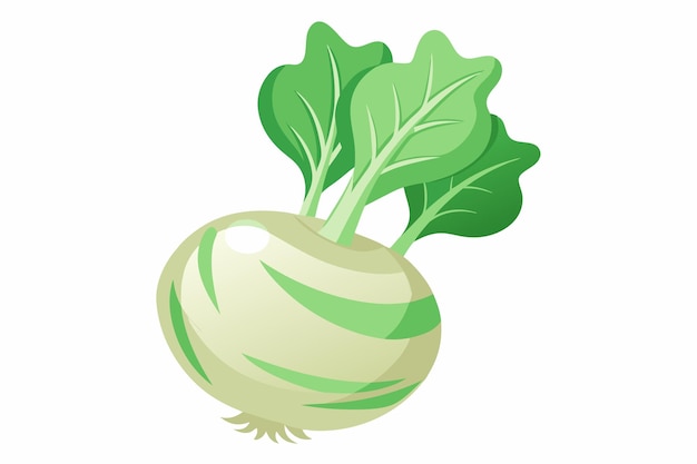 Vector kohlrabi vector illustration isolated in white background