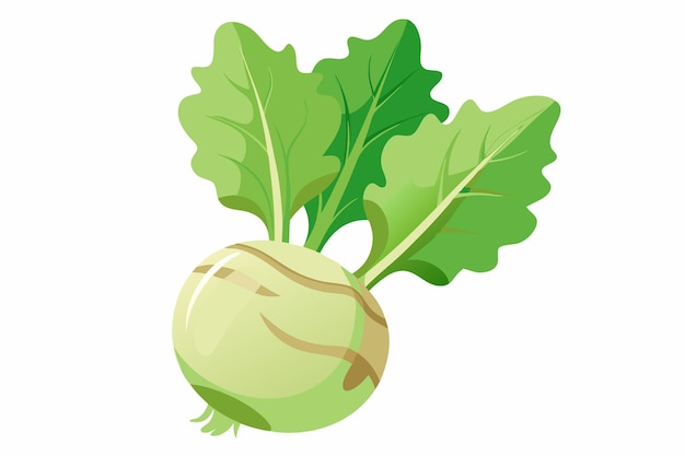 Vector kohlrabi vector illustration isolated in white background