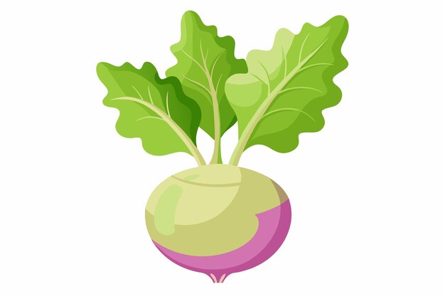 Vector kohlrabi vector illustration isolated in white background