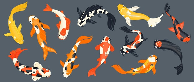 Koi fish collection Exotic asian goldfish colorful traditional carp in pond chinese koi pond decoration cartoon style Vector isolated set Spotted bright oriental animals asian underwater fauna