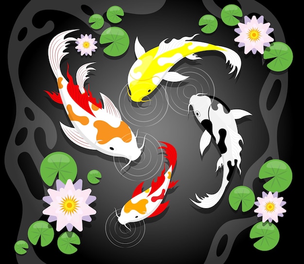 Koi fish in water black background