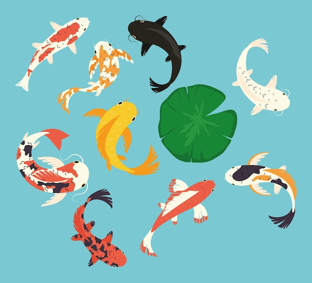 Koi fishes icon collection