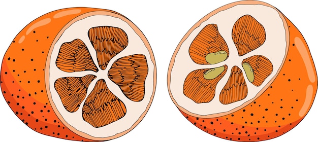 Kumquat golden mandarin orange citrus fruits Hand drawn colored elements