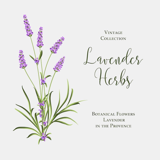 Label with lavender bush. Bunch of summer flowers on a white background.