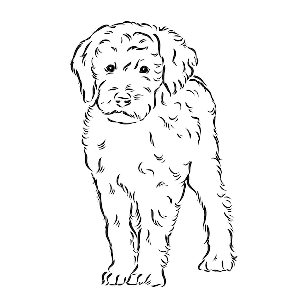 Labradoodle Mix dog  vector isolated illustration on white background australian poodle