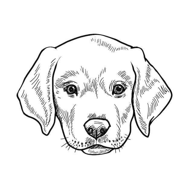 Labrador dog puppy Vector line pen sketch illustration