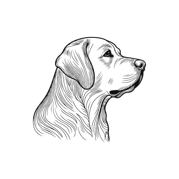 Vector labrador line art labrador line drawing labrador outline drawinglabrador illustrations