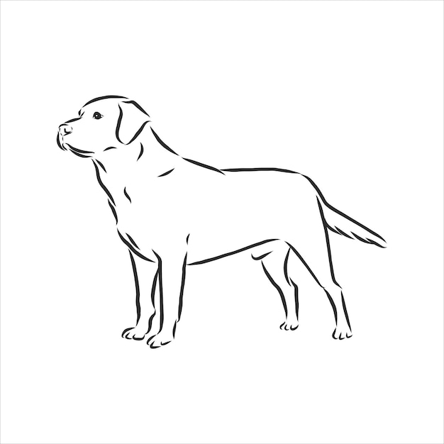 Labrador Retriever dog. Isolated outlined sketch, logo contour vector illustration