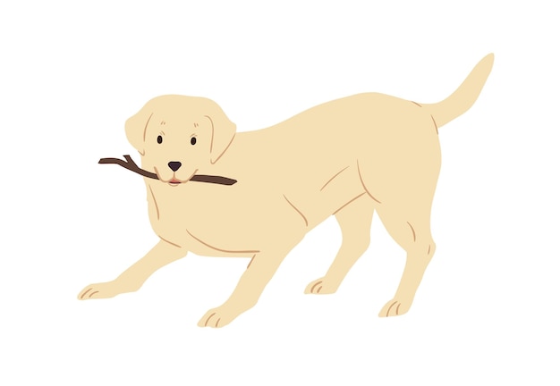 Labrador Retriever dog playing and holding caught stick in mouth. Friendly playful doggy with raised tail. Colored flat vector illustration of happy animal isolated on white background.