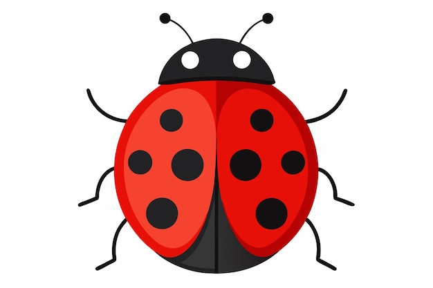 lady beetle on white background