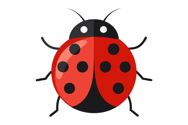 lady beetle on white background