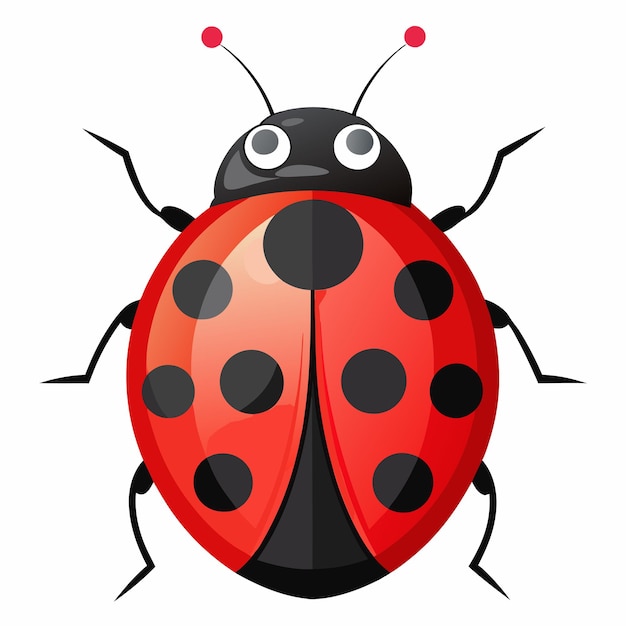 Vector lady beetle on white background