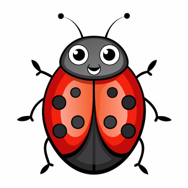 lady beetle on white background