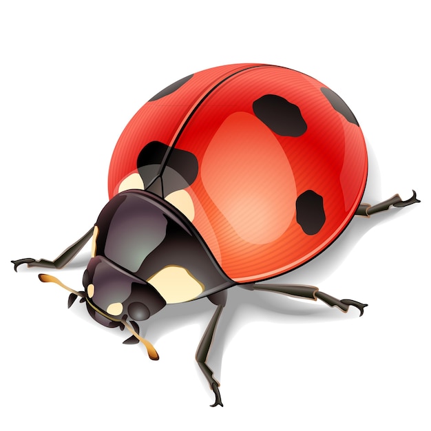 Ladybird vector illustration on white background