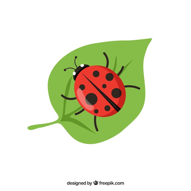 ladybug vector