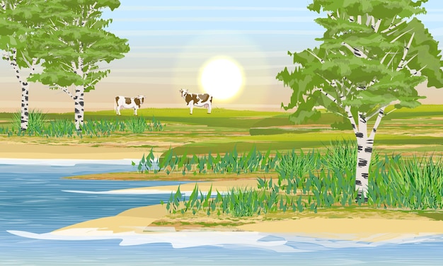 Lakeside, birch grove and meadow. Two cows eat grass. Country life. Realistic vector landscape.