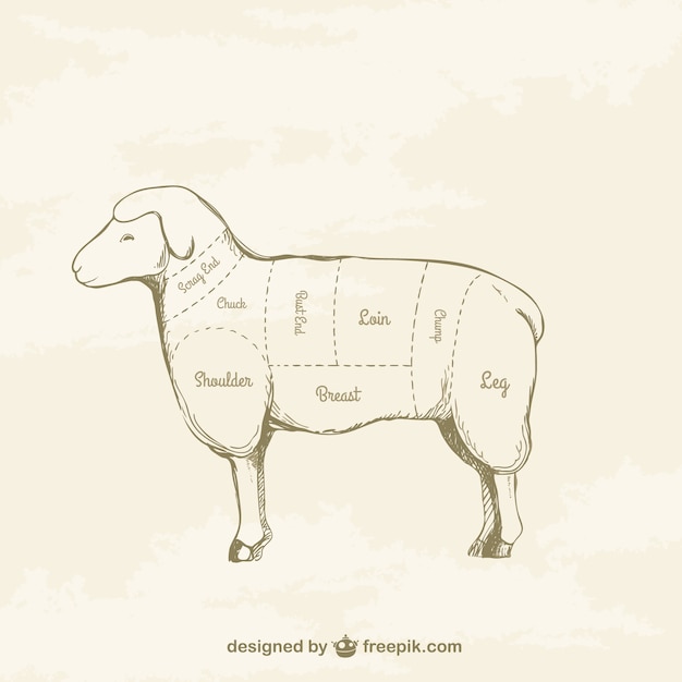 Lamb cuts drawing