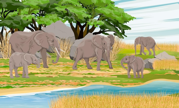 Large herd of African bush elephants and baby elephants on the shore of the river in Africa