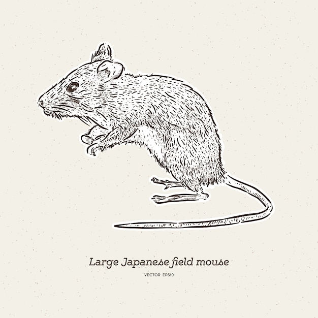 The large Japanese field mouse 