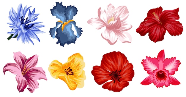 large set of flowers namely from the opened buds of magnolia lily cornflower iris orchid poppy