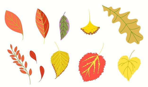 A large set of foliage A group of autumn vector illustrations