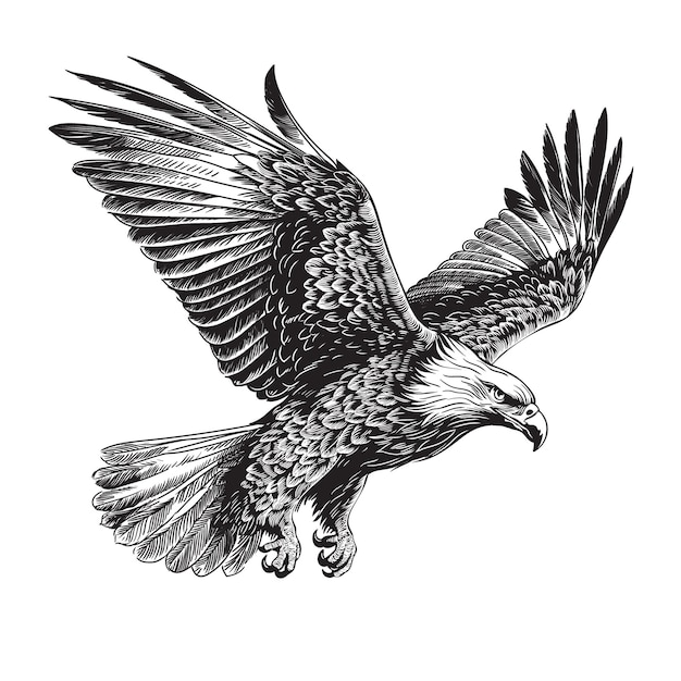 A large wild bird eagle flies with outstretched wings Vector drawing linear sketch isolated on whit