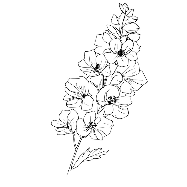 Larkspur flower vector art July Birth Flower flower drawing engraved ink illustration clip art