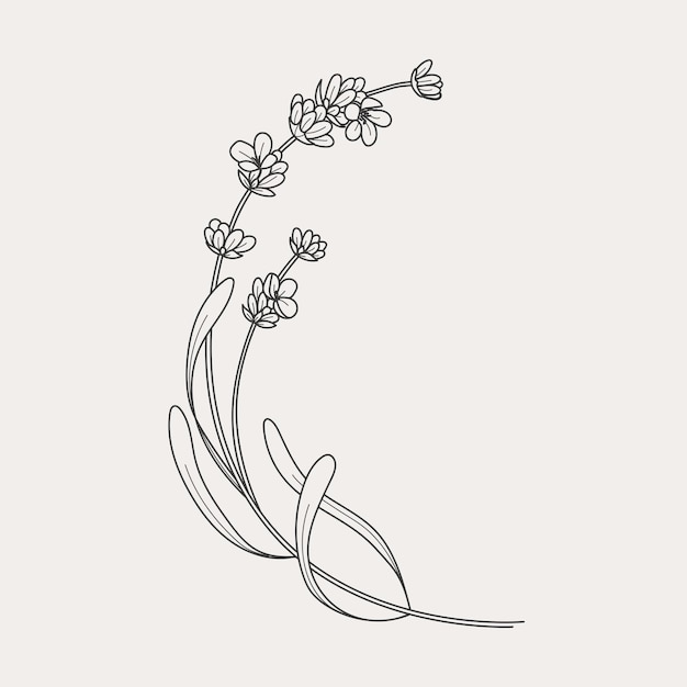 Lavender branches Hand drawn botanical illustrations in linear style