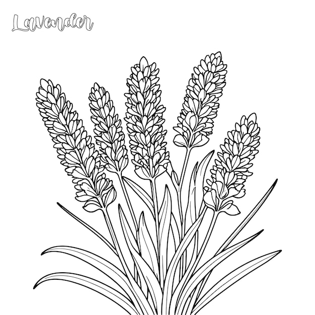 Vector lavender coloring page and outline vector