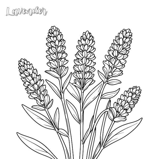 Vector lavender coloring page and outline vector