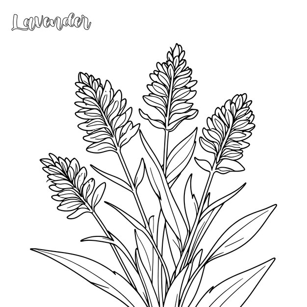 Vector lavender coloring page and outline vector