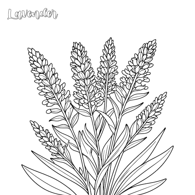 Vector lavender coloring page and outline vector