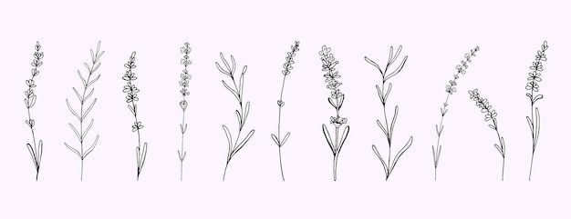 Vector lavender doodle vintage flowers branch set floral hand drawn outline black outline silhouette