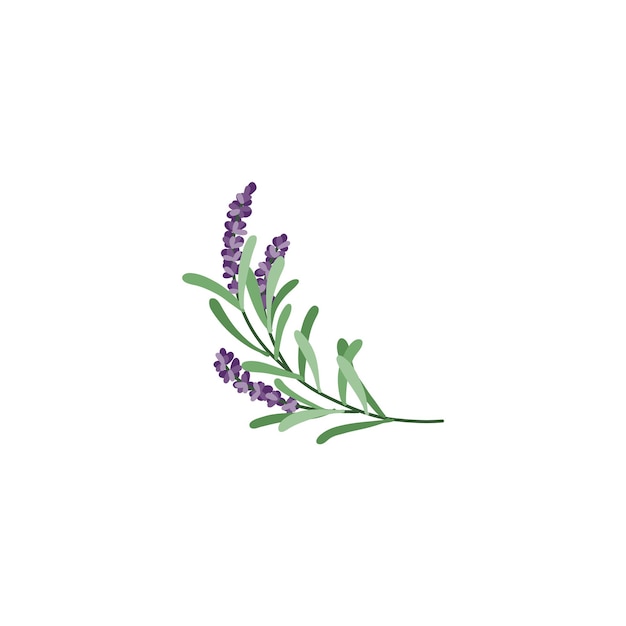 Lavender flower logo Botanical hand drawn vintage floral collection