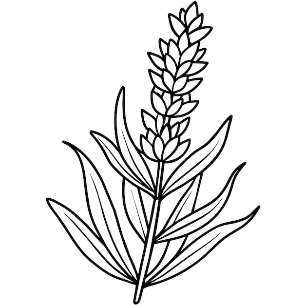 Lavender flower outline illustration coloring book page design Lavender black and white line art dr