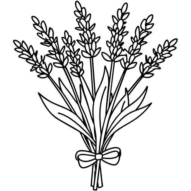 Vector lavender flower outline illustration coloring book page design lavender black and white line art dr