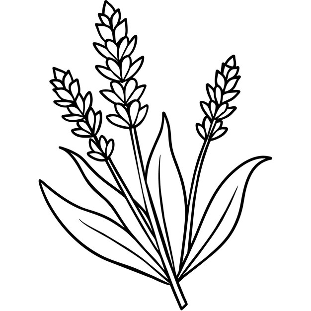 Vector lavender flower outline illustration coloring book page design lavender black and white line art dr