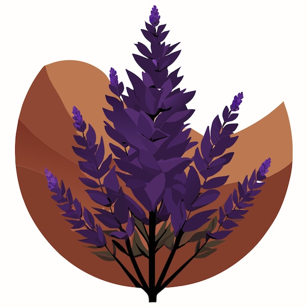 lavender flower vector illustration