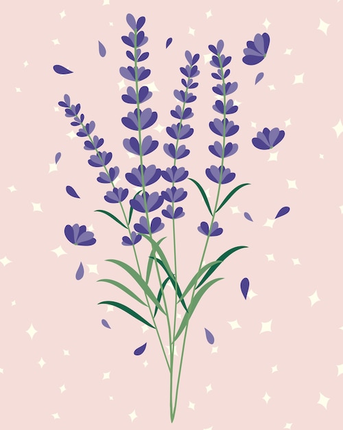 Lavender flowers bouquet illustration