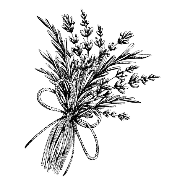 Vector lavender flowers and leaves twigs collected in a bouquet and tied with a twine thread bow